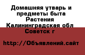 Домашняя утварь и предметы быта Растения. Калининградская обл.,Советск г.